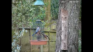 Bullfinch Pair Swinging