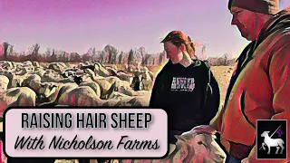 Hair Sheep 101 | Nicholson Farms Interview