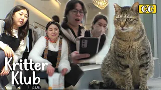Daring Cat Chose Everyone In The Building As His Butler! | Kritter Klub