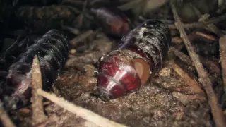 Maggot to Fly Transformation