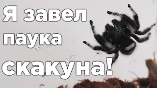 КАК Я ЗАВЕЛ И ПЕРЕСЕЛИЛ ПАУКОВ-СКАКУНОВ!