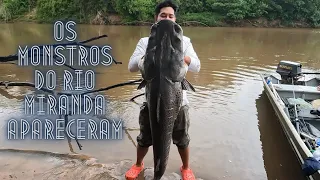 Pescaria Espetacular  Pintados Monstros, Dourado e até Sucuri Rio Miranda - Bonito MS