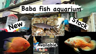 fight and non 😮fighter fish stock available baba fish ￼ aquarium#youtube #new #mrindianhacker