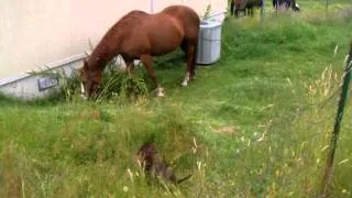 Koa's first time meeting a horse.