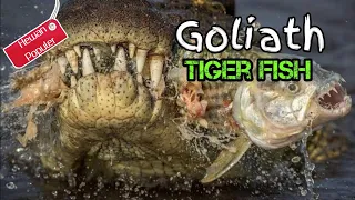 Ikan mematikan di Dunia | Demon Fish Goliath Tiger fish!