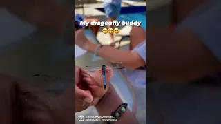 How To Train Your Dragonfly #shorts