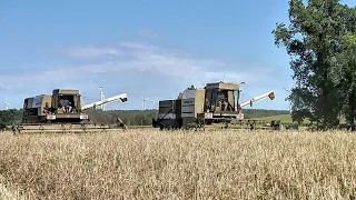 Fortschritt E 514 und E 516B in der Roggenernte