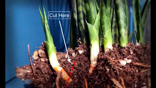 Repotting Snake Plant : Propagate and The Soil Mix to Use ( Sansevieria Care ) Indoors Tips - EP54
