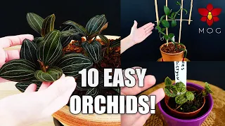 10 Easy Orchids for Your Home! | Orchid Care Tips for Beginners