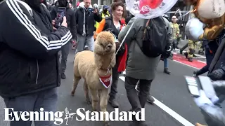 Alpaca paraded by protesters during virus protest in Brussels