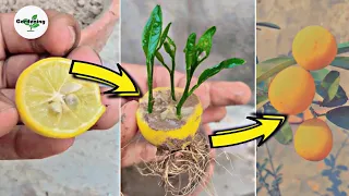 ✅ How to grow lemon tree from seeds!🌱🌱🍋||Amazing way to grow lemon tree from lemon at home🍋🌱