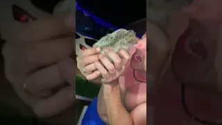 Hedgehog Bites Man's Nose When He Gets It Close to His Face - 1210080