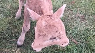 Family Shocked When Cow Gives Birth To Two-Headed Calf