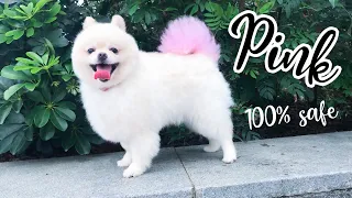 HOW TO SAFELY DYE YOUR DOG'S HAIR | Cute Pomeranian