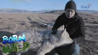 Born to be Wild: A local resident in Mongolia takes care of two gray wolves