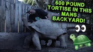 GUY HAS A 104 YEAR OLD TORTOISE IN HIS BACKYARD | THE REAL TARZANN