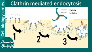 Clathrin mediated endocytosis