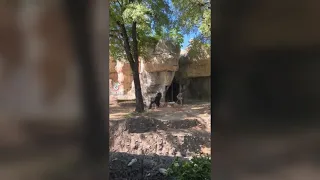 Viral video shows zookeepers trying to hide from silverback gorilla at Fort Worth zoo