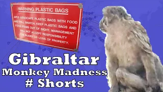 Gibraltar Monkey Madness #Shorts