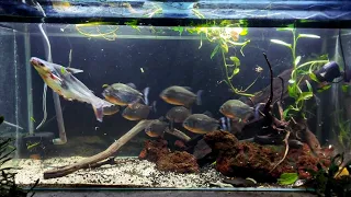 Piranha Feeding Frenzy: Live Feeding of Iridescent Shark Prey with Impressive Attack Strategies.