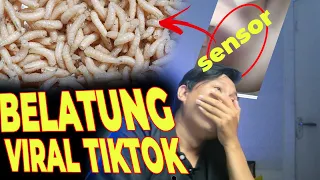 BELATUNG VIRAL TIKTOK | BELATUNG VIRAL TWITTER