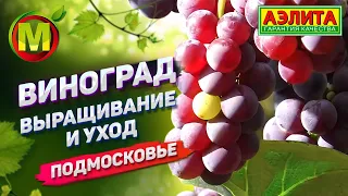 Виноград. Выращивание и Уход. Подмосковье 2021.