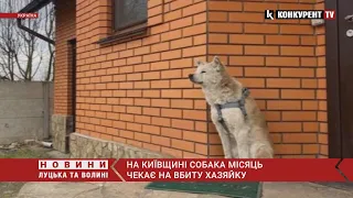 Макарівський «Хатіко»: вже місяць вірний собака чекає на хазяйку, яку жорстоко вбили кадирівці