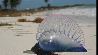 Facts: The Portuguese Man of War