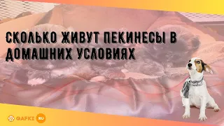 Сколько живут пекинесы в домашних условиях