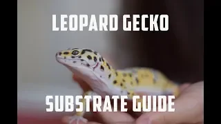 Leopard Gecko Substrate Guide!