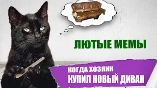 Лютые приколы. Кот и диван.Угарные мемы.