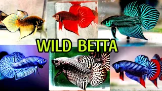 8 TYPES WILD BETTA FORSALE BETTA FISH BREEDINGFIGHTER FISH BREEDINGEBETTA FISH TANK SETUP