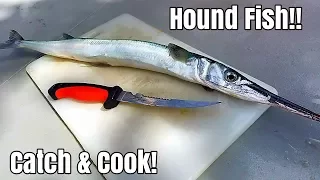 Catch And Cook Hound Fish! Eating The Most Hated Fish In The Ocean!?