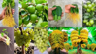 Best 5 Creative Ideas for Growing Grapes, Lemon, Rose and Banana at Home