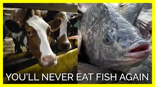 You’ll Never Eat Fish Again In 60 Seconds