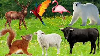 Happy Animal Moments - Sheep, Squirrel, Deer, Buffalo, Bear, Parrot, Monkey,Flamingo- Animal Sounds.