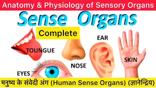 Sensory Organs | Eye, Ear, Nose, Tongue, Skin | Anatomy and Physiology of Eye,Ear,Nose,Tongue,Skin