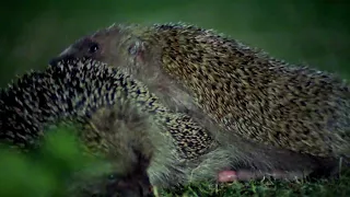 Hedgehogs Mating With Great Care | Life Of Mammals | BBC Earth