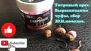 Тигровый орех  Выращивание чуфы, сбор 2021,поводок.