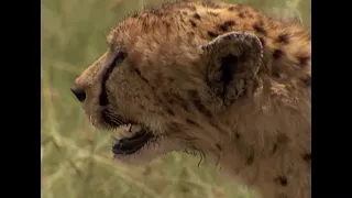 Warthog vs Cheetah