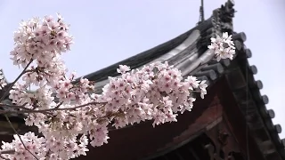 Searching for Hanami: Japan by train