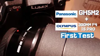 lumux GH5M2+olympus 300mm F4 PRO first test | 4K | birdwatching | 새로운 렌즈 테스트