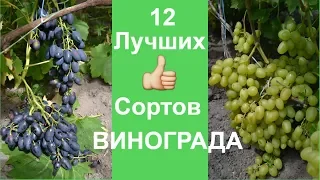 12 ВКУСНЕЙШИХ сортов ВИНОГРАДА🍇