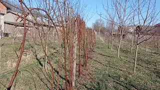 Весенние работы с ежевикой - подвязка, обрезка. Тройная корона, Лохтей.