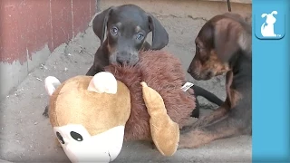 45 Seconds of Baby Catahoula Puppies - Puppy Love