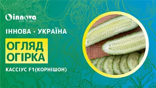 Огірок Кассіус F1 (корнішон)