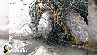 Héroes liberan a una tortuga marina de redes de pesca | El Dodo