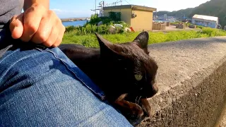 When I sit on the breakwater, the cat on Cat Island comes and sits next to me and is so cute.