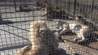 Встреча с СОЛНЕЧНЫМ львом в парке Тайган! Пышногривый белый лев и его белая львица-красотка!