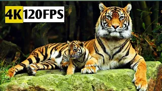 Wildlife Animals 4K HDR 120 FPS(ULTRA HDR)||wildlife animals||